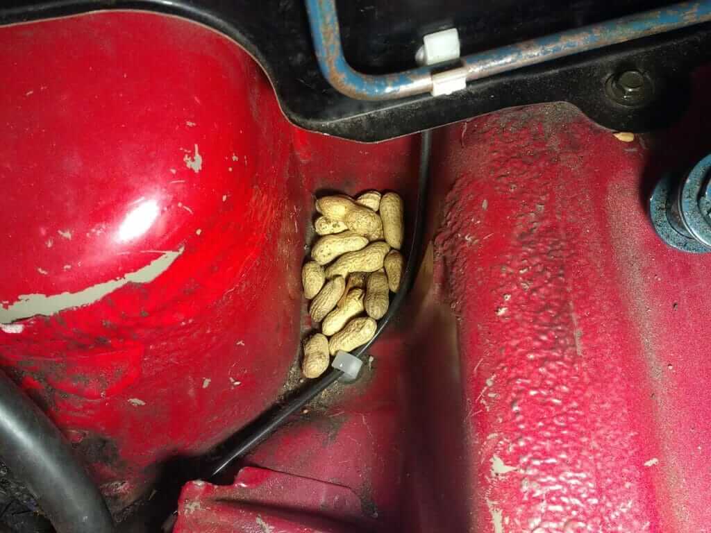 Peanuts stashed in the boot